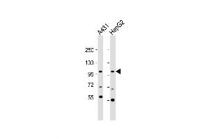 Western Blot at 1:1000 dilution Lane 1: A431 whole cell lysate Lane 2: HepG2 whole cell lysate Lysates/proteins at 20 ug per lane.