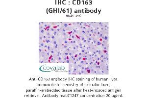 Image no. 3 for anti-CD163 (CD163) antibody (ABIN1721750) (CD163 anticorps)