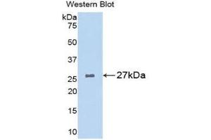 Western Blotting (WB) image for anti-Glutathione S-Transferase alpha 1 (GSTA1) (AA 2-222) antibody (ABIN1078074) (GSTA1 anticorps  (AA 2-222))
