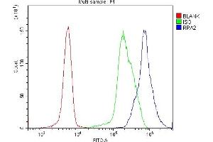 anti-Replication Protein A2, 32kDa (RPA2) (AA 34-254) antibody