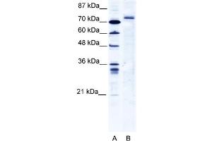 WB Suggested Anti-TRIM9 Antibody   Titration: 2. (TRIM9 anticorps  (C-Term))