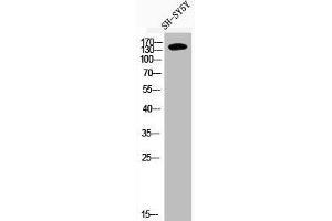 Western Blot analysis of SH-SY5Y cells using Phospho-IRS-1 (S636) Polyclonal Antibody (IRS1 anticorps  (pSer636))