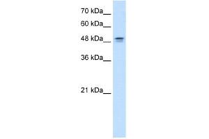 WB Suggested Anti-DHODH Antibody Titration:  0.