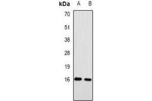 Western blot analysis of RPA3 expression in mouse heart (A), rat heart (B) whole cell lysates. (RPA3 anticorps)