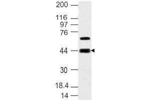 Image no. 1 for anti-Sphingosine-1-Phosphate Receptor 3 (S1PR3) (AA 80-350) antibody (ABIN5027517) (S1PR3 anticorps  (AA 80-350))