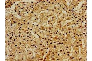 Immunohistochemistry of paraffin-embedded human adrenal gland tissue using ABIN7167122 at dilution of 1:100