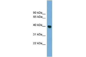 WB Suggested Anti-GNAI3 Antibody Titration: 0. (GNAI3 anticorps  (Middle Region))