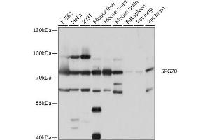 Western blot analysis of extracts of various cell lines, using SPG20 antibody (ABIN7270513) at 1:1000 dilution.