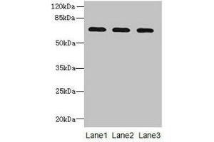 Western blot All lanes: SCARA3 antibody at 0. (SCARA3 anticorps  (AA 201-466))