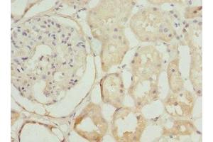 Immunohistochemistry of paraffin-embedded human kidney tissue using ABIN7169101 at dilution of 1:100
