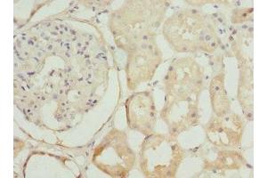 Immunohistochemistry of paraffin-embedded human kidney tissue using ABIN7169101 at dilution of 1:100