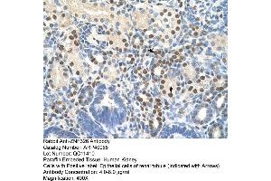 Human kidney (ZNF326 anticorps  (C-Term))