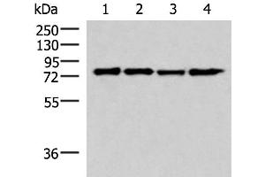 Western blot analysis of 293T cell lysates using AKAP17A Polyclonal Antibody at dilution of 1:650 (SFRS17A anticorps)
