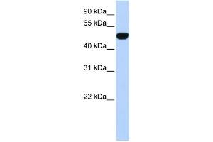 Western Blotting (WB) image for anti-BTB (POZ) Domain Containing 10 (BTBD10) antibody (ABIN2458142) (BTBD10 anticorps)