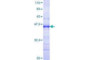 Image no. 1 for CD34 (CD34) (AA 32-141) protein (GST tag) (ABIN1348619)