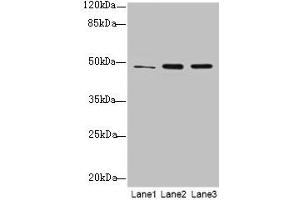 Western blot All lanes: GPR83 antibody at 2 μg/mL Lane 1: HCT116 whole cell lysate Lane 2: U87 whole cell lysate Lane 3: MCF-7 whole cell lysate Secondary Goat polyclonal to rabbit IgG at 1/10000 dilution Predicted band size: 49 kDa Observed band size: 49 kDa (GPR83 anticorps  (AA 349-423))