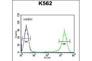 GAGE7 Antibody (C-term) (ABIN653712 and ABIN2843026) flow cytometric analysis of K562 cells (right histogram) compared to a negative control cell (left histogram).