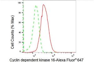 Flow cytometric analysis of Cyclin dependent kinase 16 expression in HepG2 cells using Cyclin dependent kinase 16 antibody (ABIN7798208), 1:2,000). (Recombinant CDK16 anticorps)