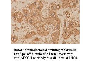 Image no. 1 for anti-Apolipoprotein L, 1 (APOL1) (AA 39-53) antibody (ABIN791085)