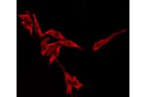 ABIN6276243 staining HeLa by IF/ICC. (OR10H1 anticorps  (Internal Region))