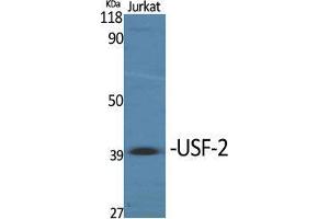 Western Blot (WB) analysis of specific cells using USF-2 Polyclonal Antibody. (USF2 anticorps  (Internal Region))