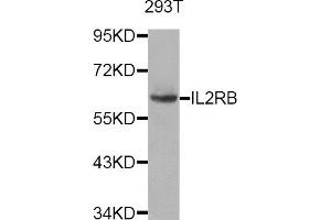 Western Blotting (WB) image for anti-Interleukin 2 Receptor, beta (IL2RB) antibody (ABIN1882334) (IL2 Receptor beta anticorps)