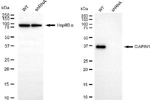 Western blotting analysis using CIAPIN1 antibody (ABIN7798261).
