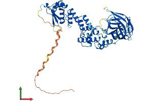 AlphaFold protein structure predicition of Mouse Recombinant Btbd1 Protein, UniprotID P58544
