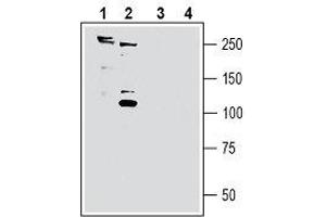 Western blot analysis of rat brain membranes (lanes 1 and 3) and mouse brain membranes (lanes 2 and 4): - 1, 2.
