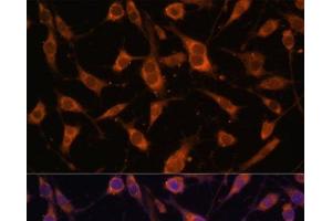Immunofluorescence analysis of L929 cells using FBLN5 Polyclonal Antibody at dilution of 1:100 (40x lens).