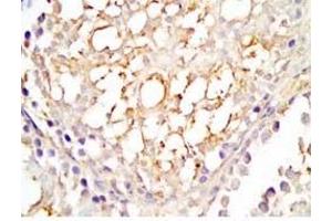 Rat testis tissue was stained by Rabbit Anti-INSL5 C Peptide (Human) Antibody (INSL5 anticorps  (Preproprotein))