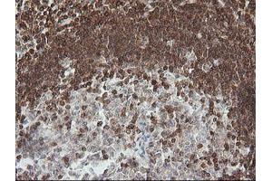 Image no. 2 for anti-Differentially Expressed in FDCP 6 Homolog (DEF6) antibody (ABIN1497808) (DEF6 anticorps)