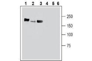 Western blot analysis of mouse brain membranes (lanes 1 and 4), rat brain membranes (lanes 2 and 5) and rat new born brain membranes (lanes 3 and 6): - 1-3. (Plexin C1 anticorps  (Extracellular))