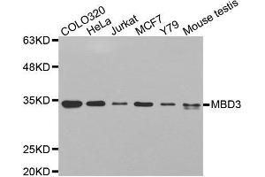 Western blot analysis of extracts of various cell lines, using MBD3 antibody. (MBD3 anticorps  (AA 1-255))