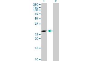 Western Blot analysis of VENTX expression in transfected 293T cell line by VENTX MaxPab polyclonal antibody.