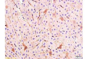 Formalin-fixed and paraffin embedded rabbit liver tissue labeled with Anti VEGF Polyclonal Antibody,Unconjugated (ABIN674829) at 1:200 followed by conjugation to the secondary antibody and DAB staining. (VEGF anticorps)
