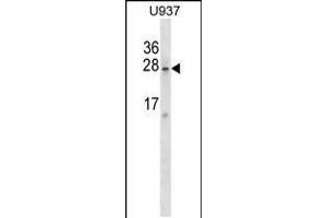 Western blot analysis in U937 cell line lysates (35ug/lane). (SRA1 anticorps  (C-Term))