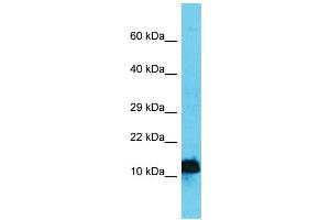 Host: Rabbit  Target Name: Ap4s1  Sample Tissue: Mouse Stomach lysates  Antibody Dilution: 1. (AP4S1 anticorps  (N-Term))