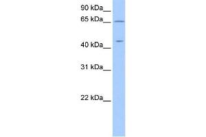 Human 721_B; WB Suggested Anti-ZPLD1 Antibody Titration: 0. (ZPLD1 anticorps  (C-Term, Isoform 2))