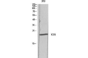 Western Blot (WB) analysis of 3T3 lysis using ICOS antibody. (ICOS anticorps)