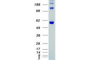 Validation with Western Blot