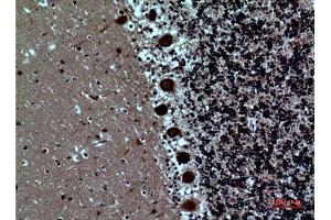 Immunohistochemistry (IHC) analysis of paraffin-embedded Human Brain, antibody was diluted at 1:100.