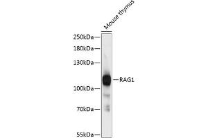 Western blot analysis of extracts of mouse thymus, using R antibody (ABIN6132616, ABIN6146660, ABIN6146661 and ABIN6216355) at 1:3000 dilution. (RAG1 anticorps  (AA 1-270))