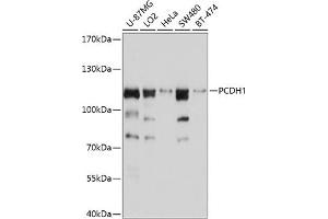 Western blot analysis of extracts of various cell lines, using PCDH1 antibody (ABIN6128581, ABIN6145283, ABIN6145284 and ABIN6214405) at 1:1000 dilution. (Protocadherin 1 anticorps  (AA 60-220))