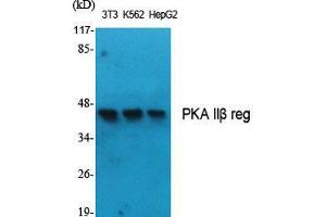 Western Blot (WB) analysis of specific cells using PKA IIbeta reg Polyclonal Antibody. (PKA IIbeta Reg (Thr286) anticorps)