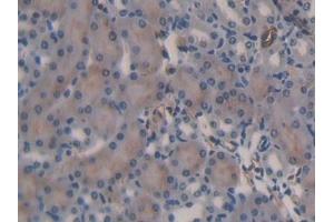 Detection of QSOX1 in Mouse Kidney Tissue using Polyclonal Antibody to Quiescin Q6 Sulfhydryl Oxidase 1 (QSOX1)