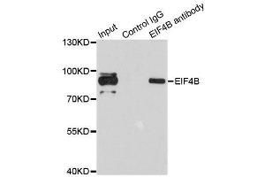 Immunoprecipitation analysis of 200ug extracts of 293T cells using 1ug EIF4B antibody. (EIF4B anticorps)