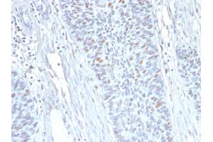 Formalin-fixed, paraffin-embedded human Endometrium stained with Cyclin A2 Mouse Monoclonal Antibody (E67). (Cyclin A anticorps)