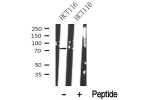 Western blot analysis of Kizuna in lysates of HCT116? (PLK1S1 anticorps  (Internal Region))
