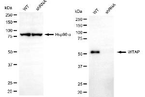 Western blotting analysis using WTAP antibody (ABIN7800859).